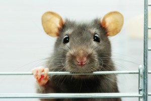 Rat enjoying student discounts