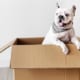 A French Bulldog coming out of a box.
