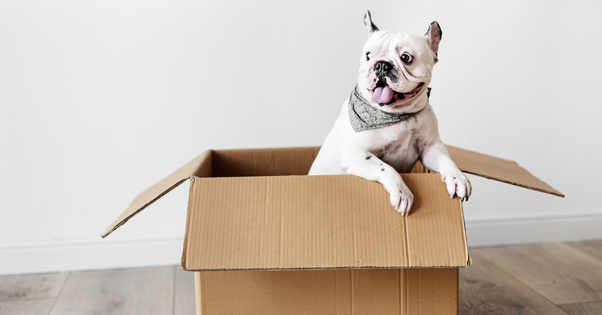 A French Bulldog coming out of a box.
