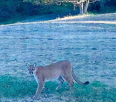 A mountain lion crossing the front lawn of the Weatherly family's Oregon home.