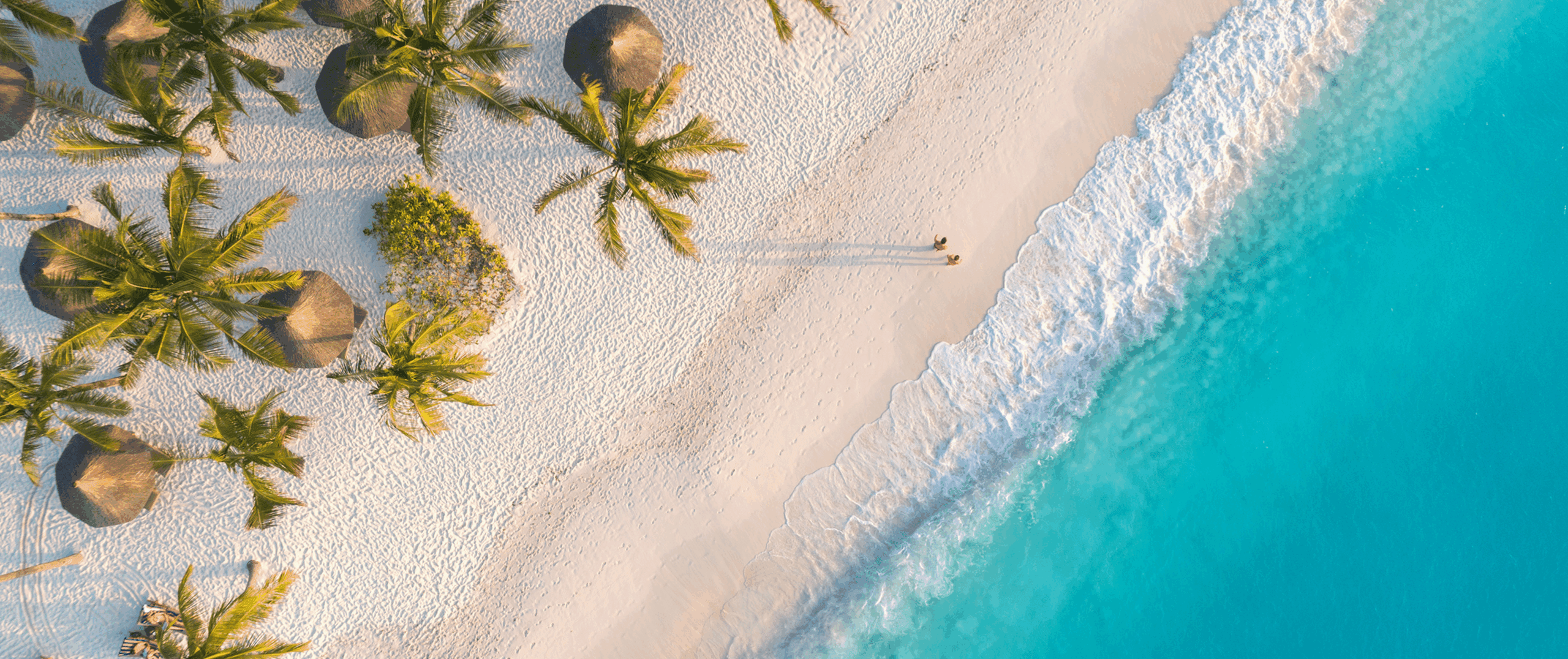 Top down view of palm trees and beach.